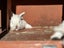 pure bred mini lop kits Carousel 3