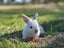pure bred mini lop kits Carousel 4