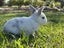 pure bred mini lop kits Carousel 6