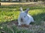 pure bred mini lop kits Carousel 7
