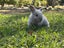 pure bred mini lop kits Carousel 8