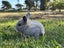 pure bred mini lop kits Carousel 9