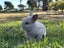 pure bred mini lop kits Carousel 10