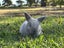pure bred mini lop kits Carousel 11