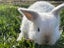 pure bred mini lop kits Carousel 12