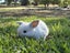 pure bred mini lop kits Carousel 13