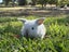 pure bred mini lop kits Carousel 14