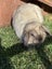 pure bred mini lop kits Carousel 15