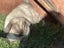 pure bred mini lop kits Carousel 16