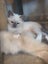 Purebred Ragdoll Kittens Carousel 5