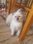 Purebred Ragdoll Kittens Carousel 6
