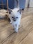 Purebred Ragdoll Kittens Carousel 7