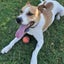 Zoe - Cattle X - BOI Animal Rescue Trust Carousel 3