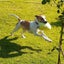 Zoe - Cattle X - BOI Animal Rescue Trust Carousel 7