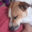 Zoe - Cattle X - BOI Animal Rescue Trust Carousel 5