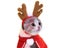 Christmas Hat Halloween Pet Costume Cat Dog Puppy Scarf Gift New Year Santa Carousel 1