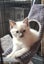 Purebred Ragdoll Kittens Carousel 3