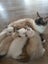 Purebred Ragdoll Kittens Carousel 8