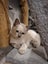 Purebred Ragdoll Kittens Carousel 9