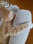 Brave Paws Cat Rescue - Kitten - MITTENS Carousel 9