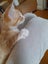 Brave Paws Cat Rescue - Kitten Pair - Mittens & Spencer Carousel 7