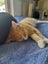 Brave Paws Cat Rescue - Kitten - MITTENS Carousel 11