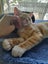 Brave Paws Cat Rescue - Kitten Pair - Mittens & Spencer Carousel 2