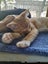 Brave Paws Cat Rescue - Kitten - MITTENS Carousel 10