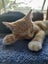 Brave Paws Cat Rescue - Kitten Pair - Mittens & Spencer Carousel 8