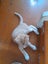 Brave Paws Cat Rescue - Kitten - MITTENS Carousel 12