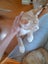 Brave Paws Cat Rescue - Kitten - MITTENS Carousel 8