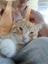 Brave Paws Cat Rescue - Kitten Pair - Mittens & Spencer Carousel 9