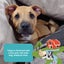 Auckland Puppy Rescue - TOPAZ Carousel 3