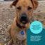 Auckland Puppy Rescue - TOPAZ Carousel 5