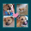 Auckland Puppy Rescue - TOPAZ Carousel 8