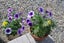 gallery view thumbnail