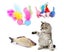 28PCS Lovely Pet Toy Cat Kitten Toys Rod Fur Mice Bells Balls Catnip Carousel 3