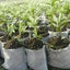 Seedling Planter Nursery Sponge Pots Carousel 6