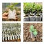 Seedling Planter Nursery Sponge Pots Carousel 7
