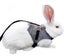 2 Rabbit Adjustable Costume Harness Small Animal Harness And Leash Setfor Sma Carousel 4