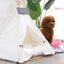 Pet Tent House Cat Bed Portable Teepee With Thick Cushion Available Carousel 3
