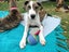 Pound Paws Rescue - Ratu - Waimate Carousel 1