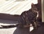CAT RESCUE CHCH - Ready For Adoption Mr. Manaaki Carousel 5