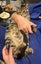 CAT RESCUE CHCH - Ready For Adoption Mr. Manaaki Carousel 6