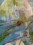 Ramshorn snails Carousel 1