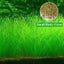 Aquarium Plant Seeds Fish Tank Aquatic Water Grass Foreground Easy Plants Carousel 1