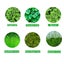 Aquarium Plant Seeds Fish Tank Aquatic Water Grass Foreground Easy Plants Carousel 2