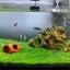 Aquarium Plant Seeds Fish Tank Aquatic Water Grass Foreground Easy Plants Carousel 5