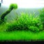 Aquarium Plant Seeds Fish Tank Aquatic Water Grass Foreground Easy Plants Carousel 8