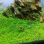 Aquarium Plant Seeds Fish Tank Aquatic Water Grass Foreground Easy Plants Carousel 9